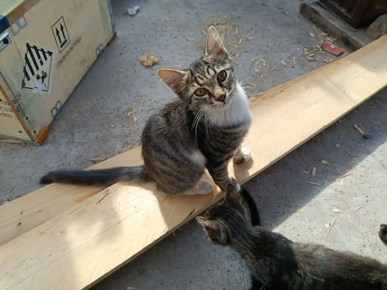 Котята 4 месяца ищут дом 6