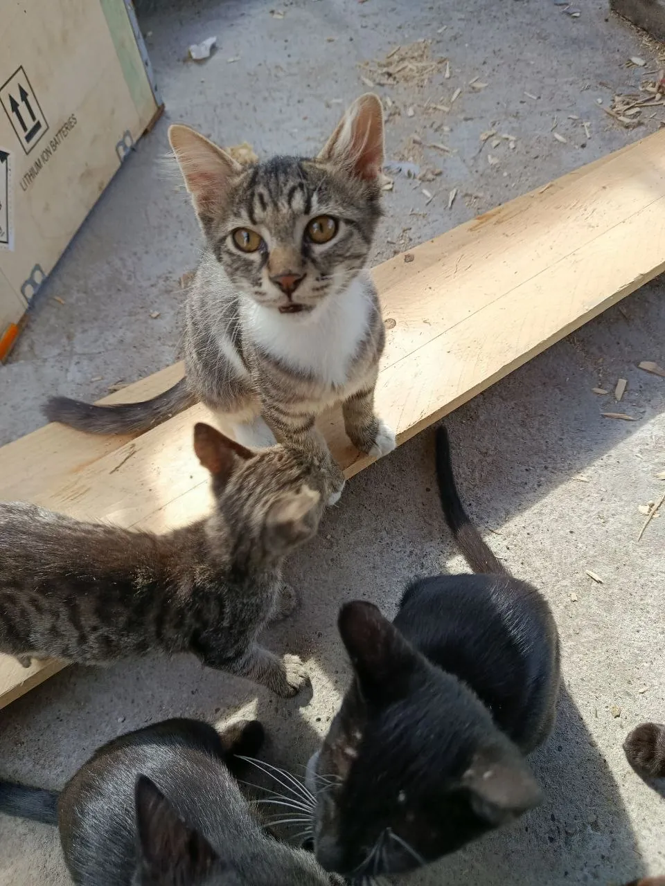 Котята 4 месяца ищут дом 2
