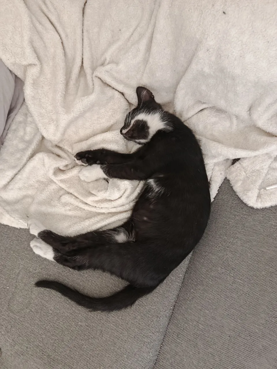 Котята 4 месяца ищут дом 5