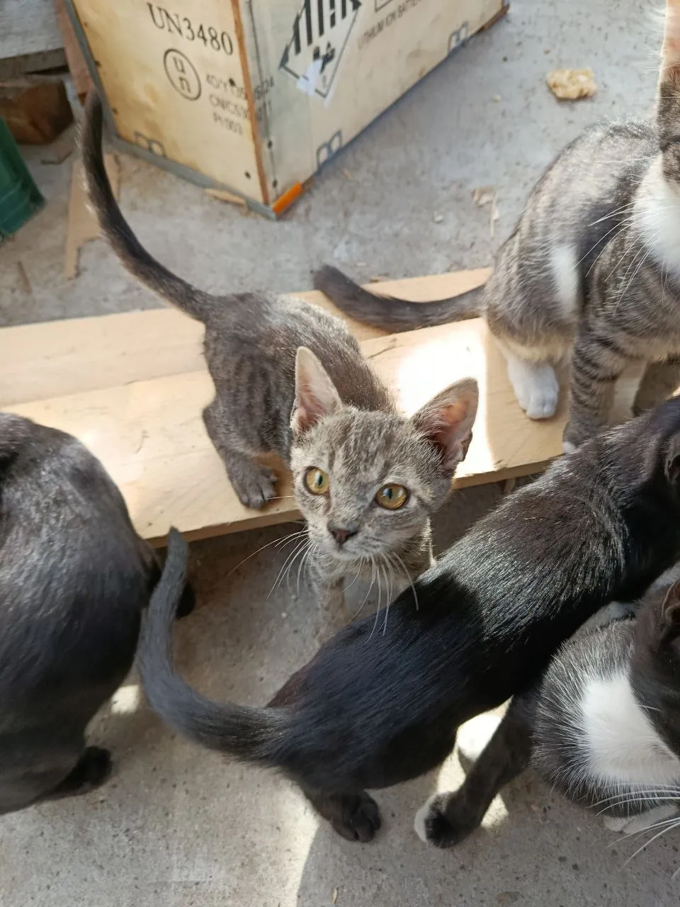 Котята 4 месяца ищут дом 3