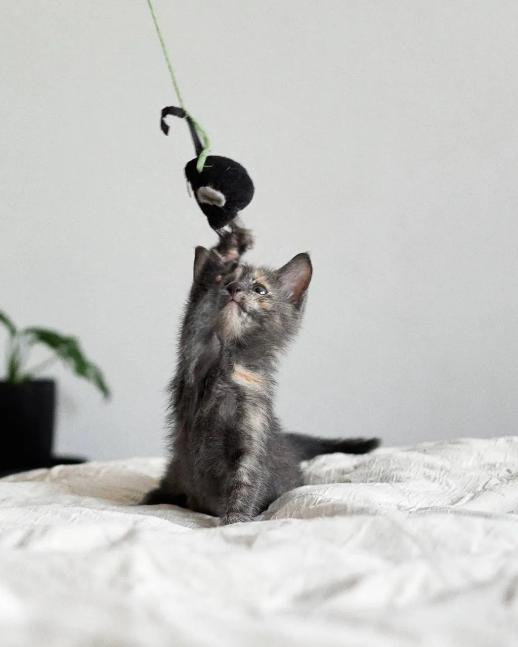 Котёнок девочка 1.5 месяца Нови-Сад 3