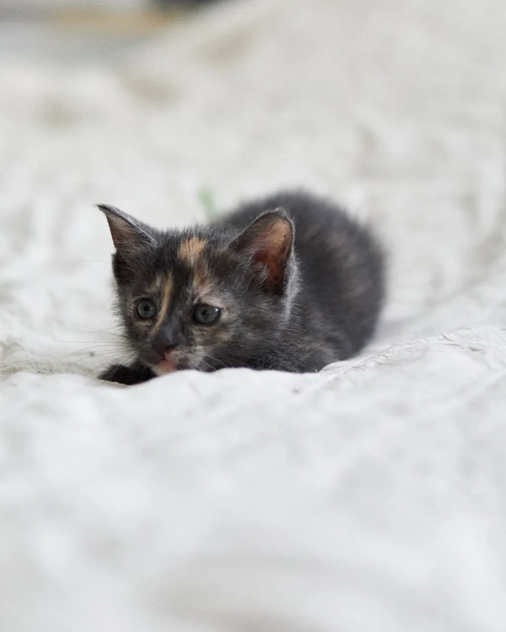 Котёнок девочка 1.5 месяца Нови-Сад 2