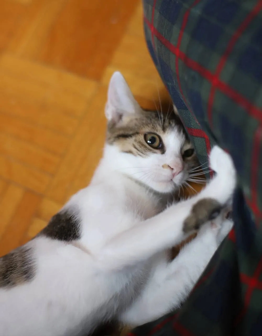 Котята 3 месяца ищут дом 4
