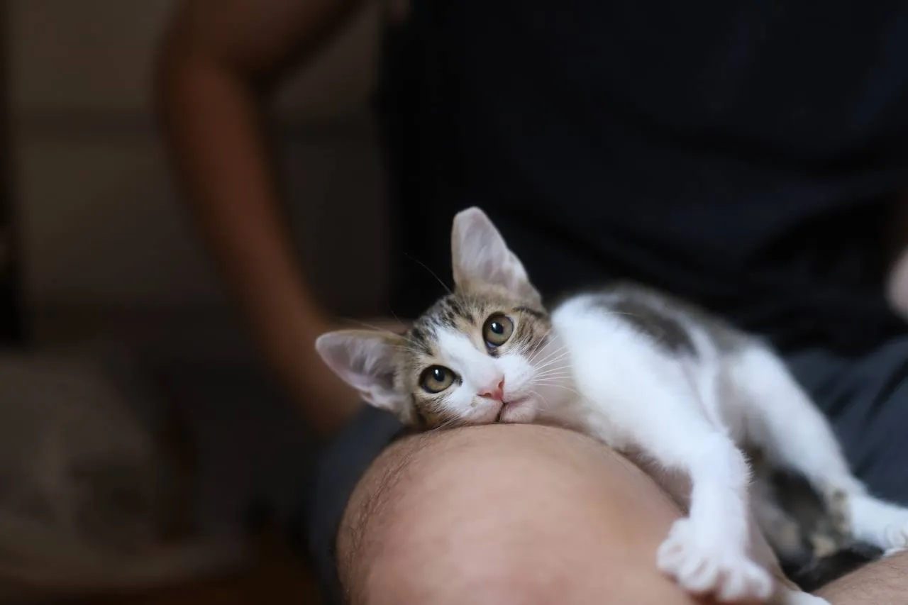 Котята 3 месяца ищут дом 3