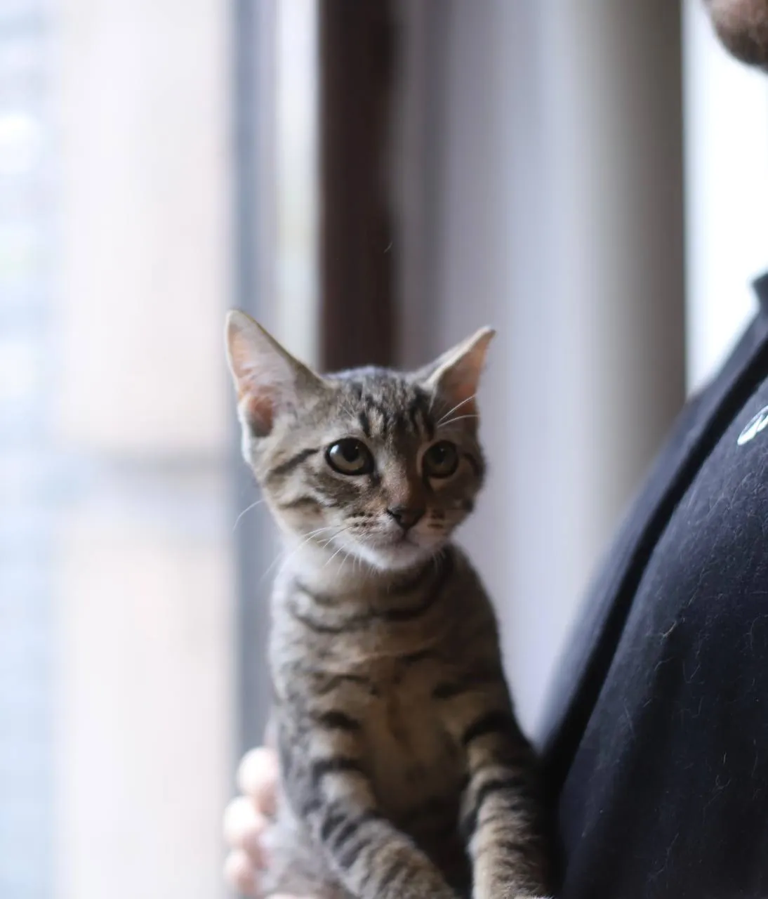 Котята 3 месяца ищут дом 2