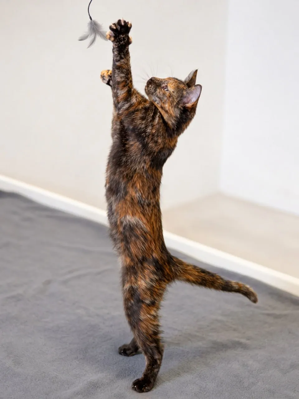 Котёнок Лила черепаховая ищет дом Нови-Сад 1