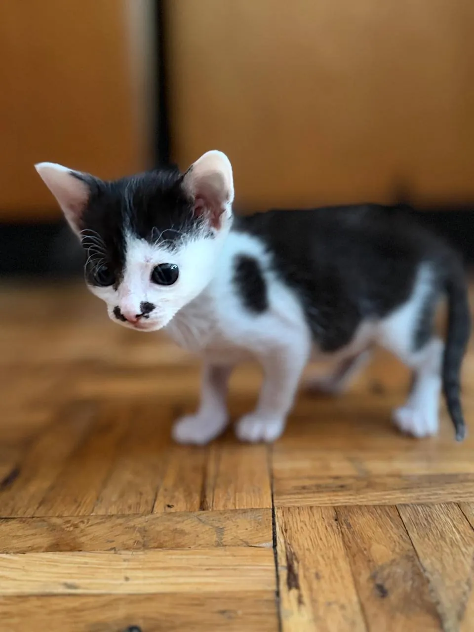 Котёнок Август 6 недель ищет дом 2