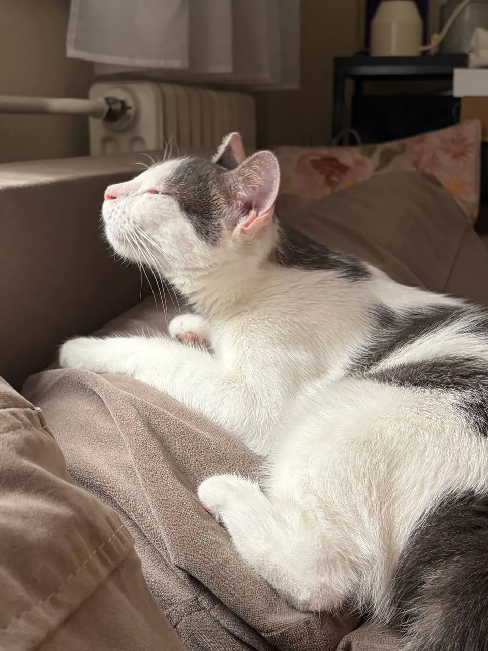 Кошка Лилли 1 год стерилизована ищет дом 3
