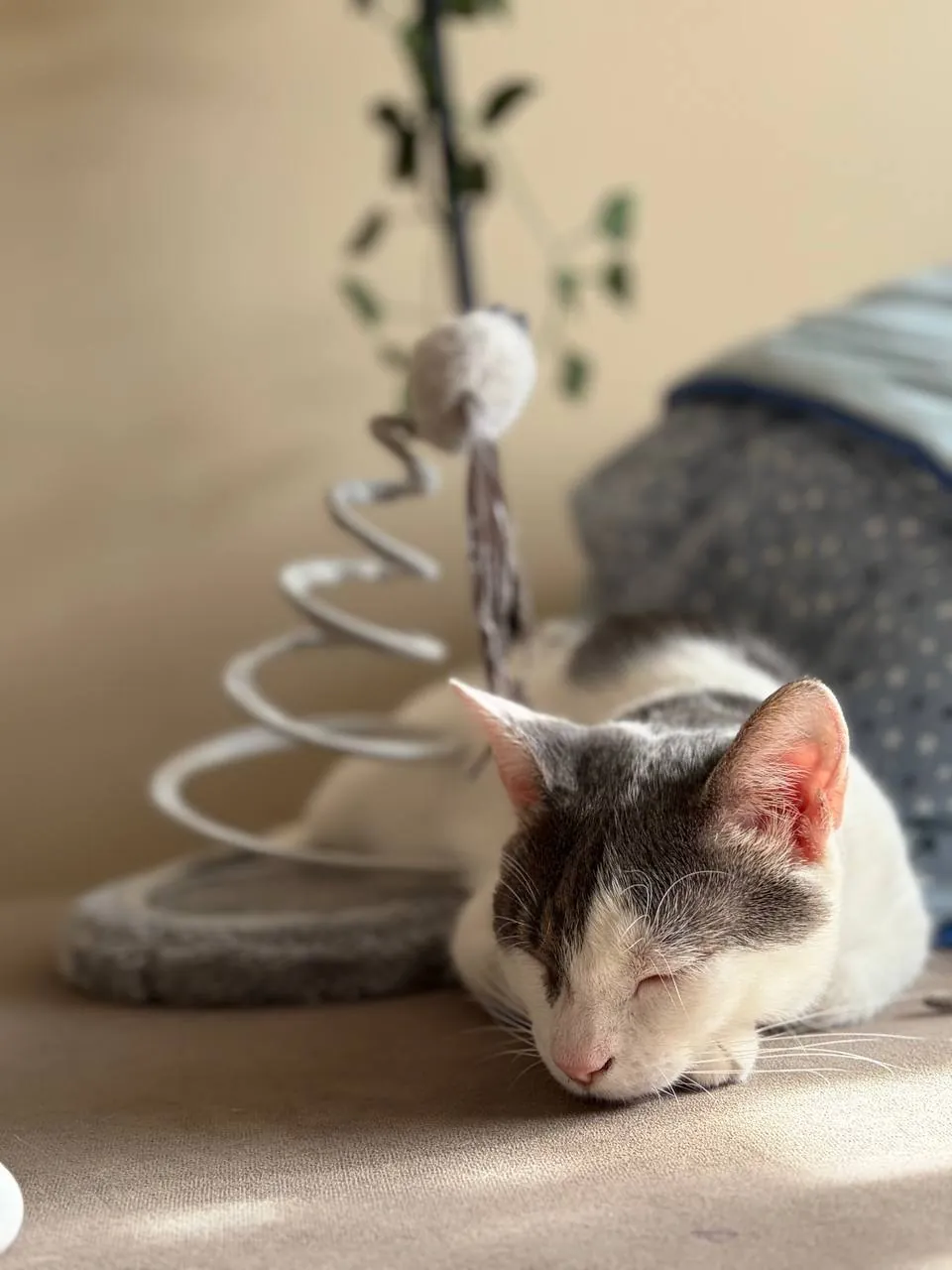 Кошка Лилли 1 год стерилизована ищет дом 2
