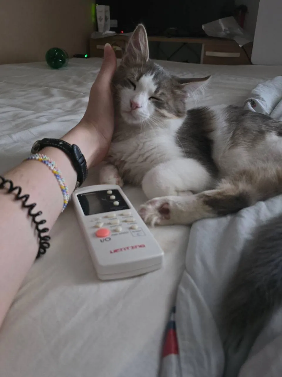 Котёнок мальчик три лапки ищет добрый дом 2