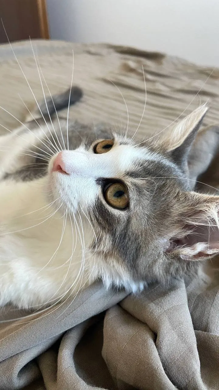 Котёнок мальчик три лапки ищет добрый дом 3