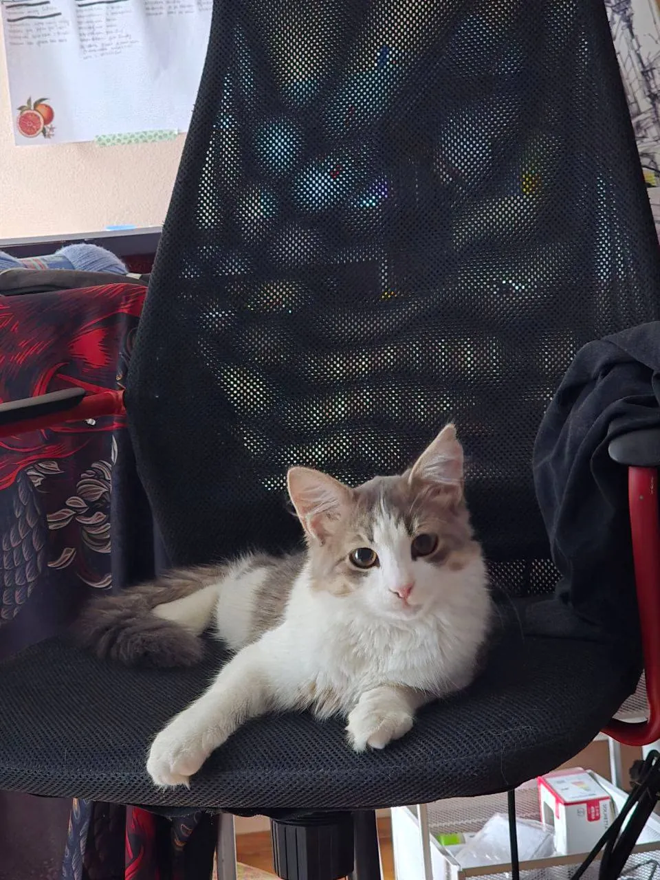 Котёнок мальчик три лапки ищет добрый дом 1
