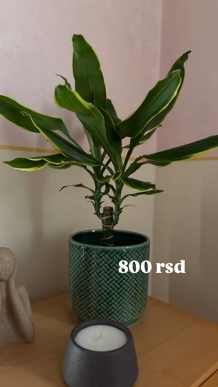 Комнатные растения в горшках, продажа при переезде 5