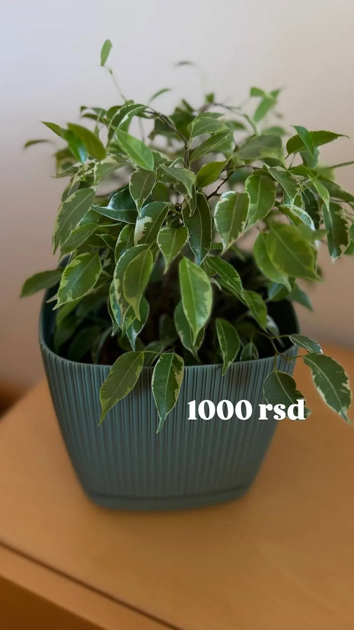 Комнатные растения в горшках, продажа при переезде 6