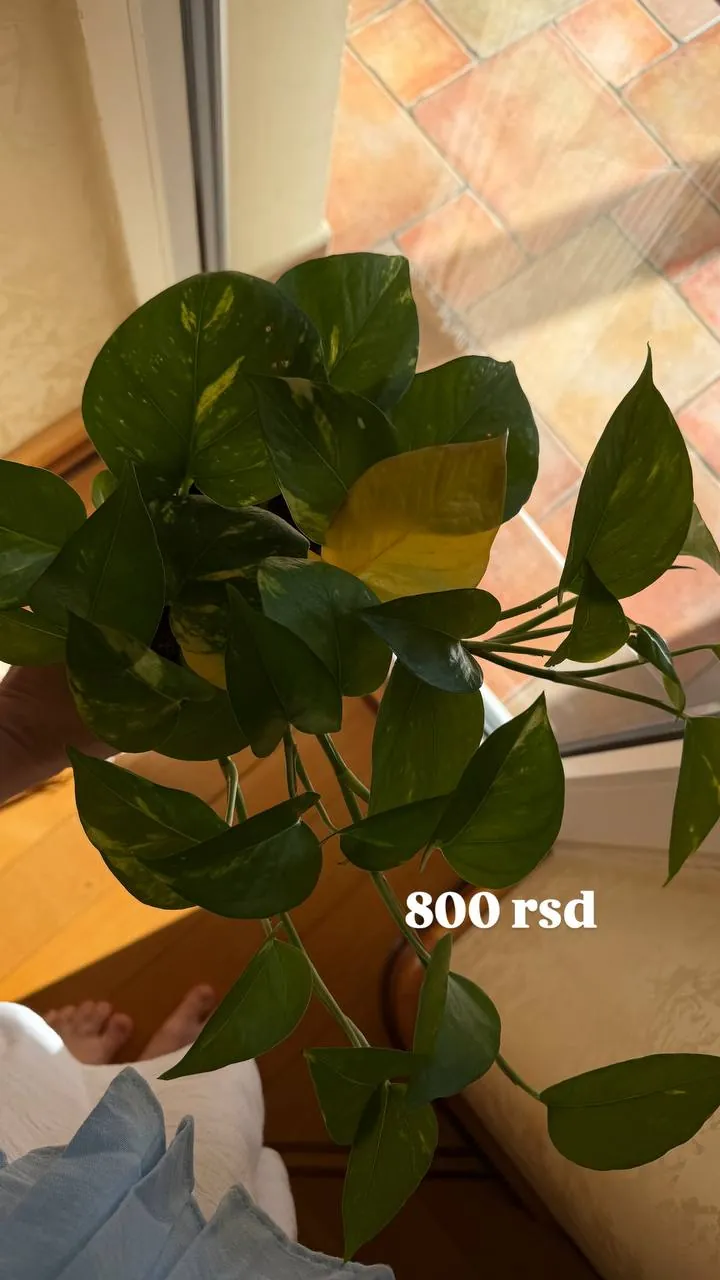 Комнатные растения в горшках, продажа при переезде 2