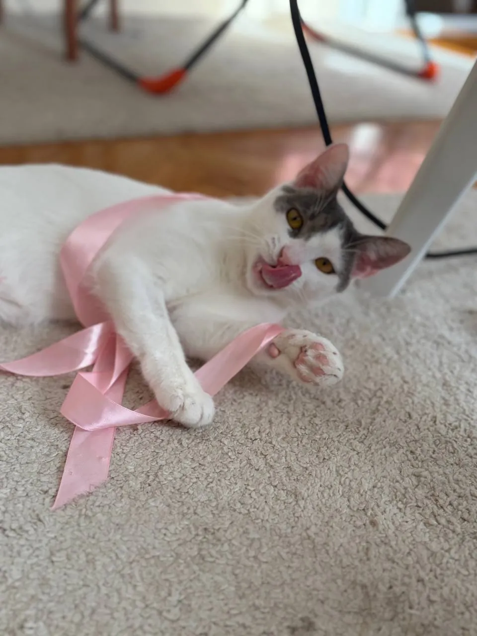 Кошка Лилли около года ищет дом 3