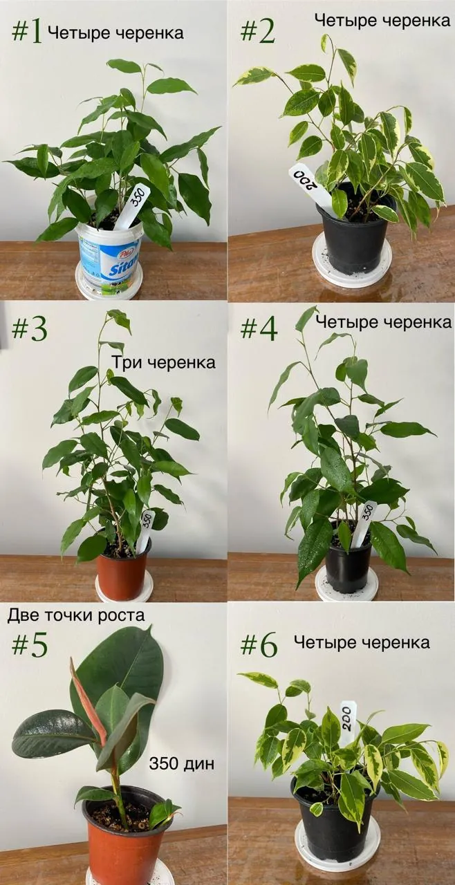Укоренённые черенки фикуса Бенджамина и филодендрона Нови-Сад 2