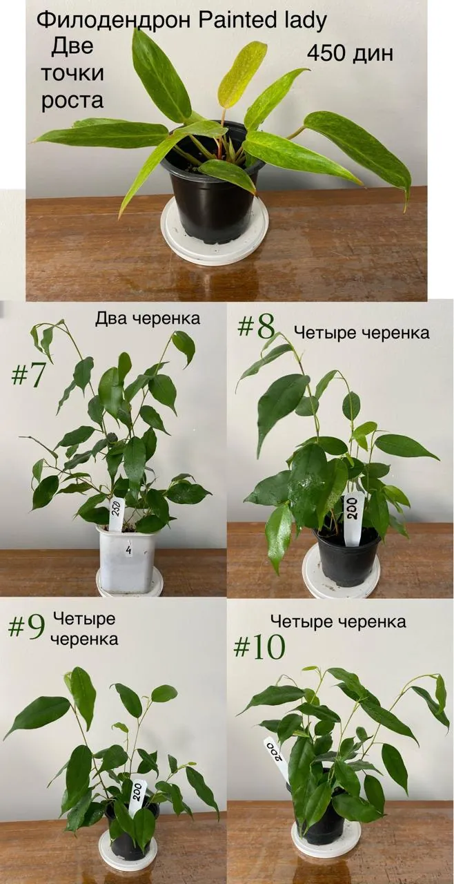 Укоренённые черенки фикуса Бенджамина и филодендрона Нови-Сад 1