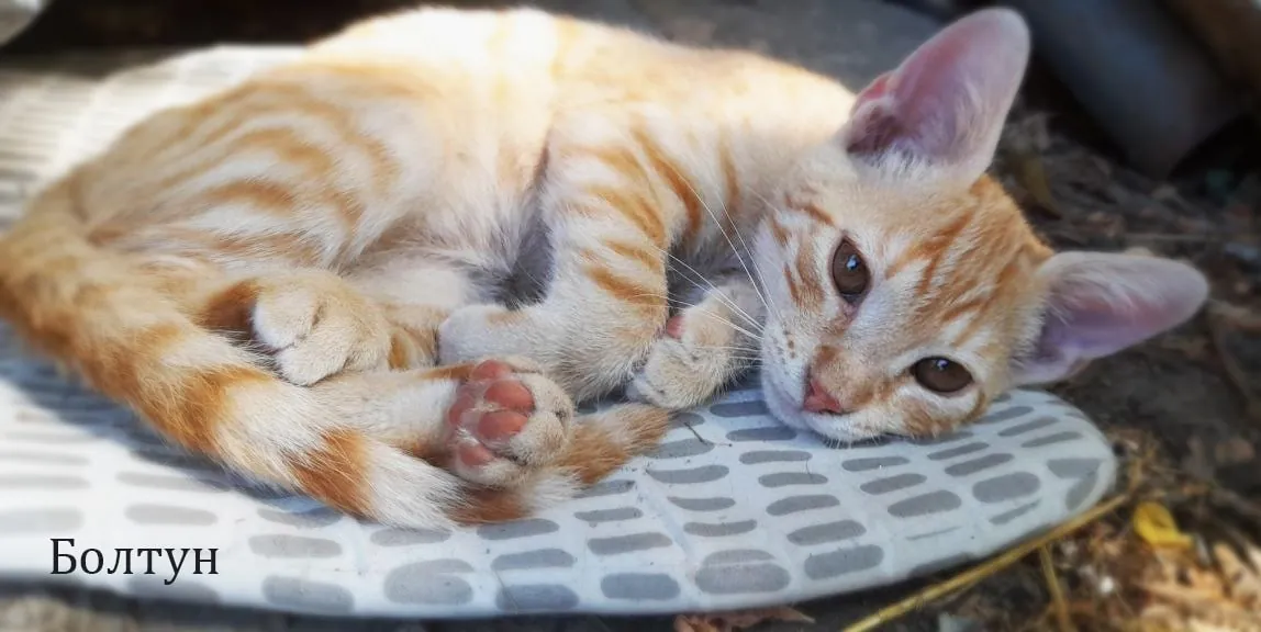 Котята 4 месяца в добрые руки Нови-Сад 6