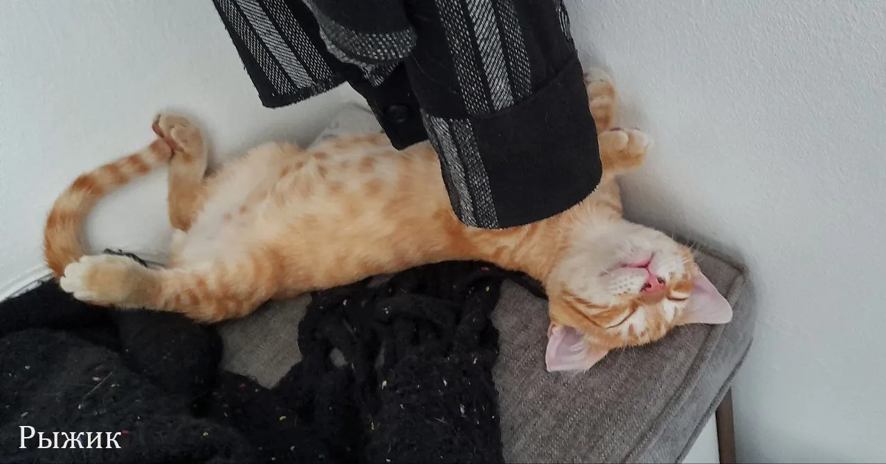 Котята 4 месяца в добрые руки Нови-Сад 5