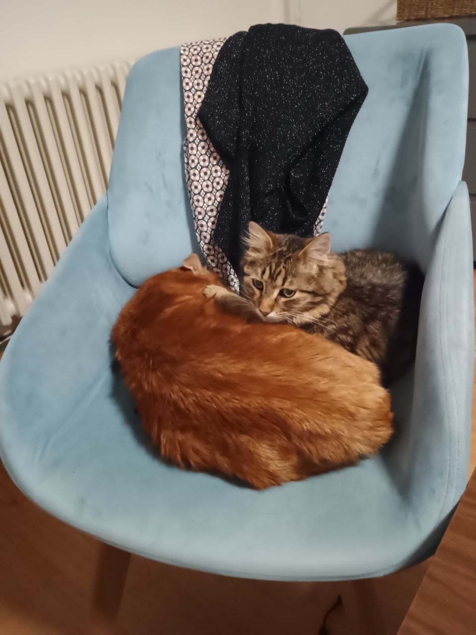 Кото-няня уход за котом дома 1