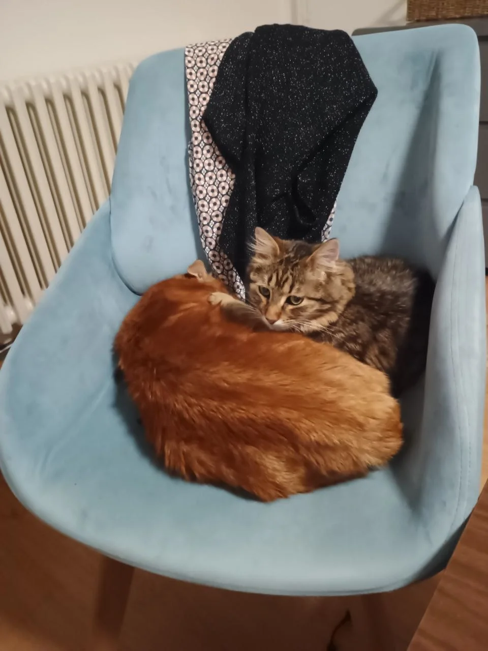 Кото-няня уход за котом дома 1