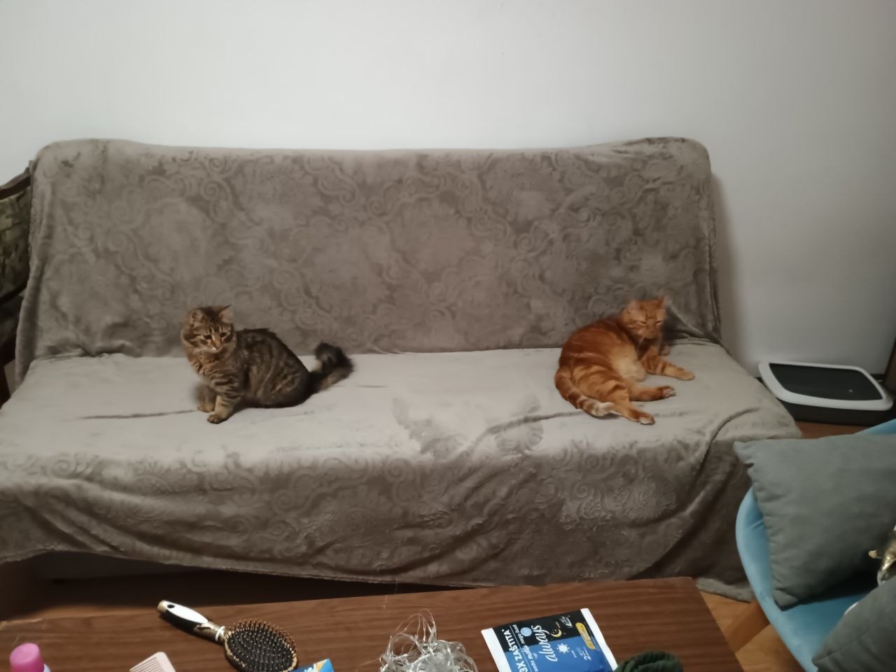 Кото-няня уход за котом дома 2