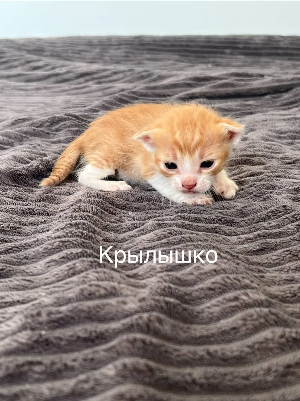 Миниатюра 4