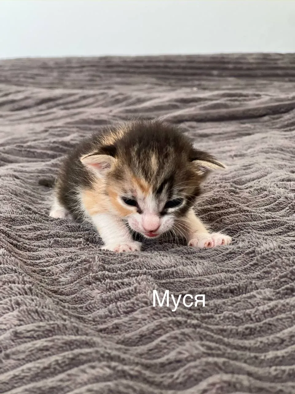 Миниатюра 2