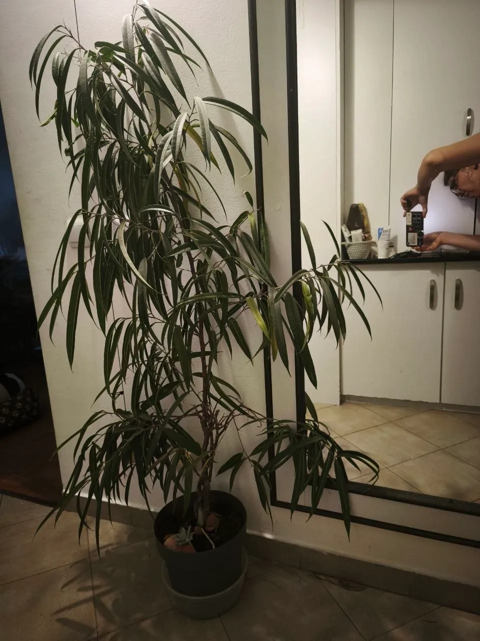 Комнатные растения крупномеры и кашпо 1