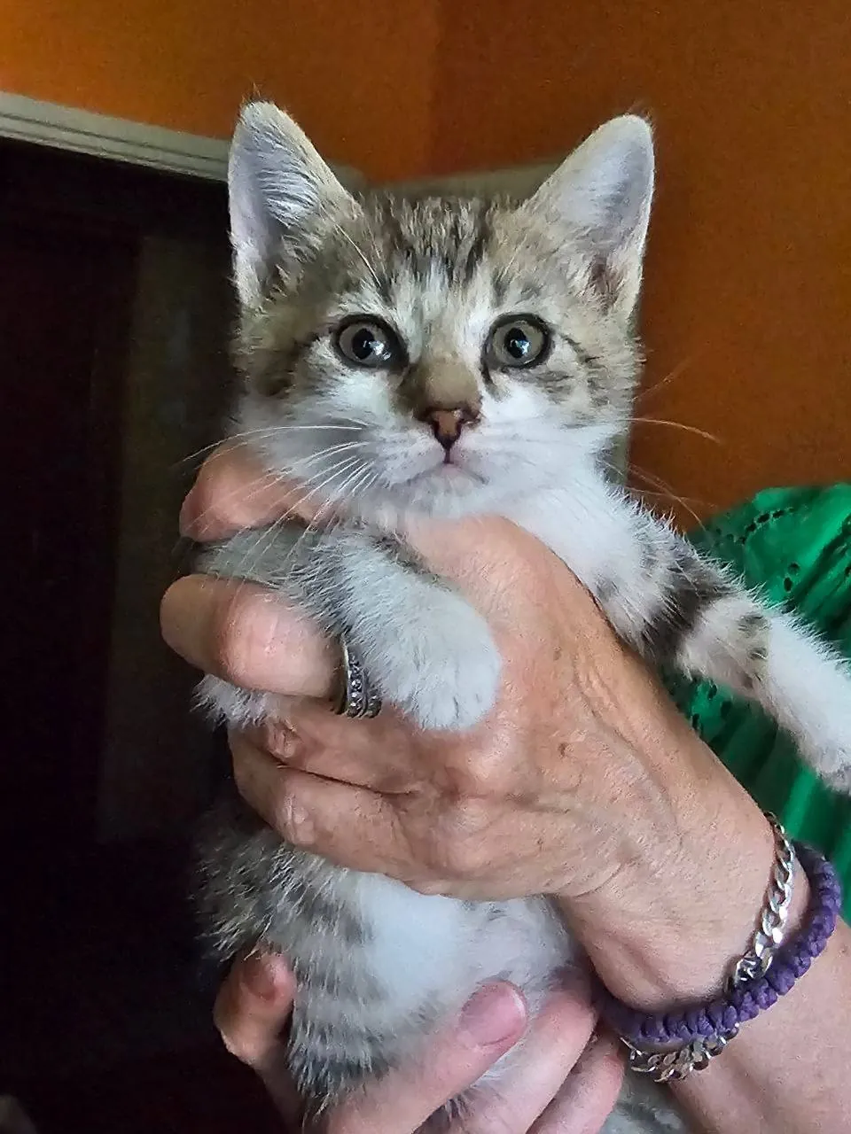 Котята Биба и Боб ищут дом 5