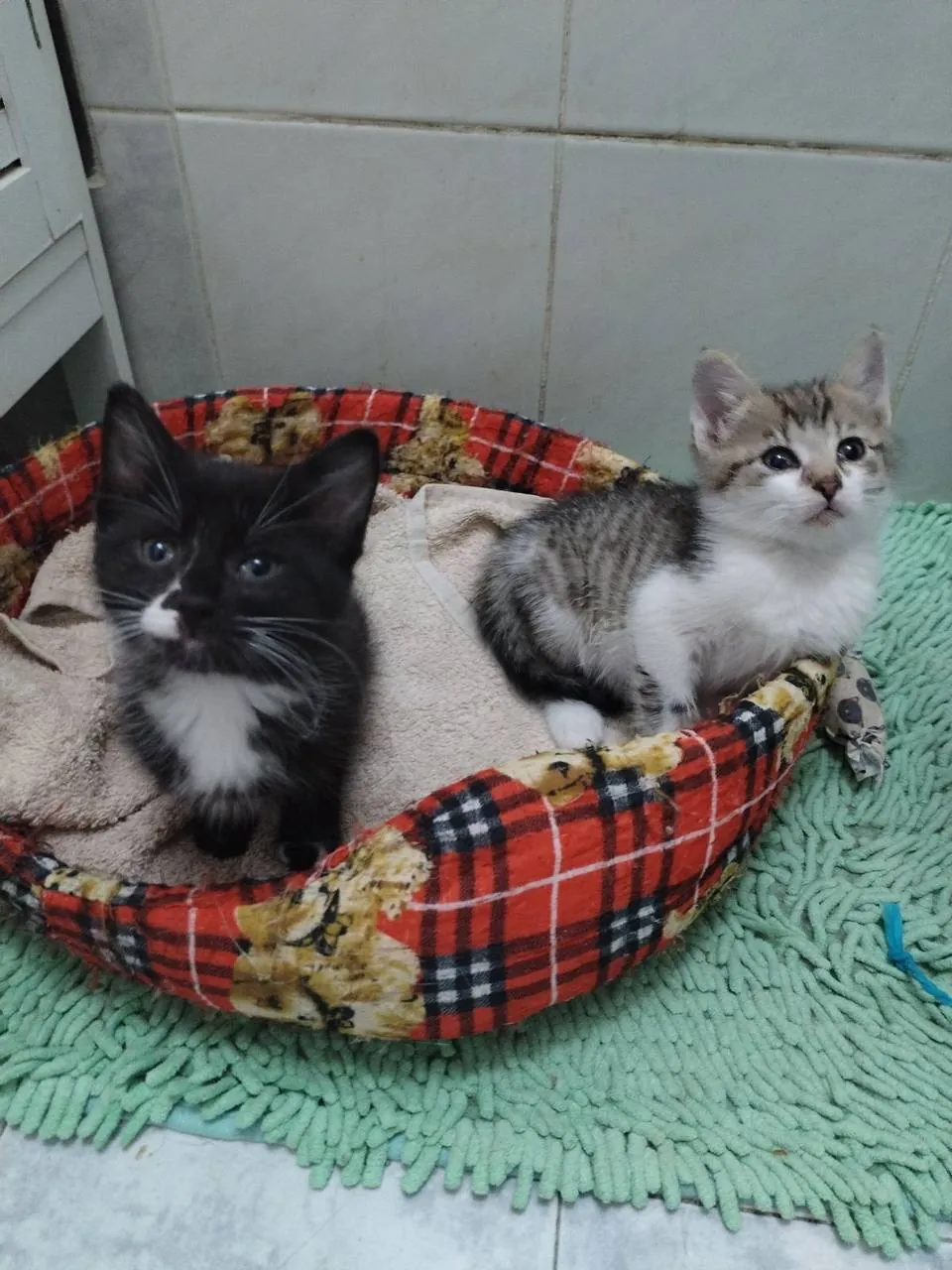 Котята Биба и Боб ищут дом 4
