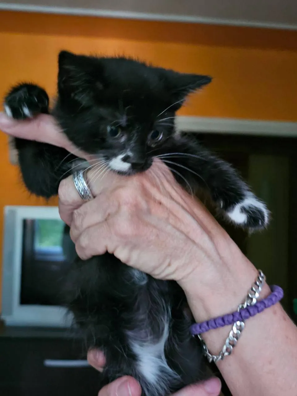 Котята Биба и Боб ищут дом 1